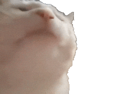 Dancing Cat